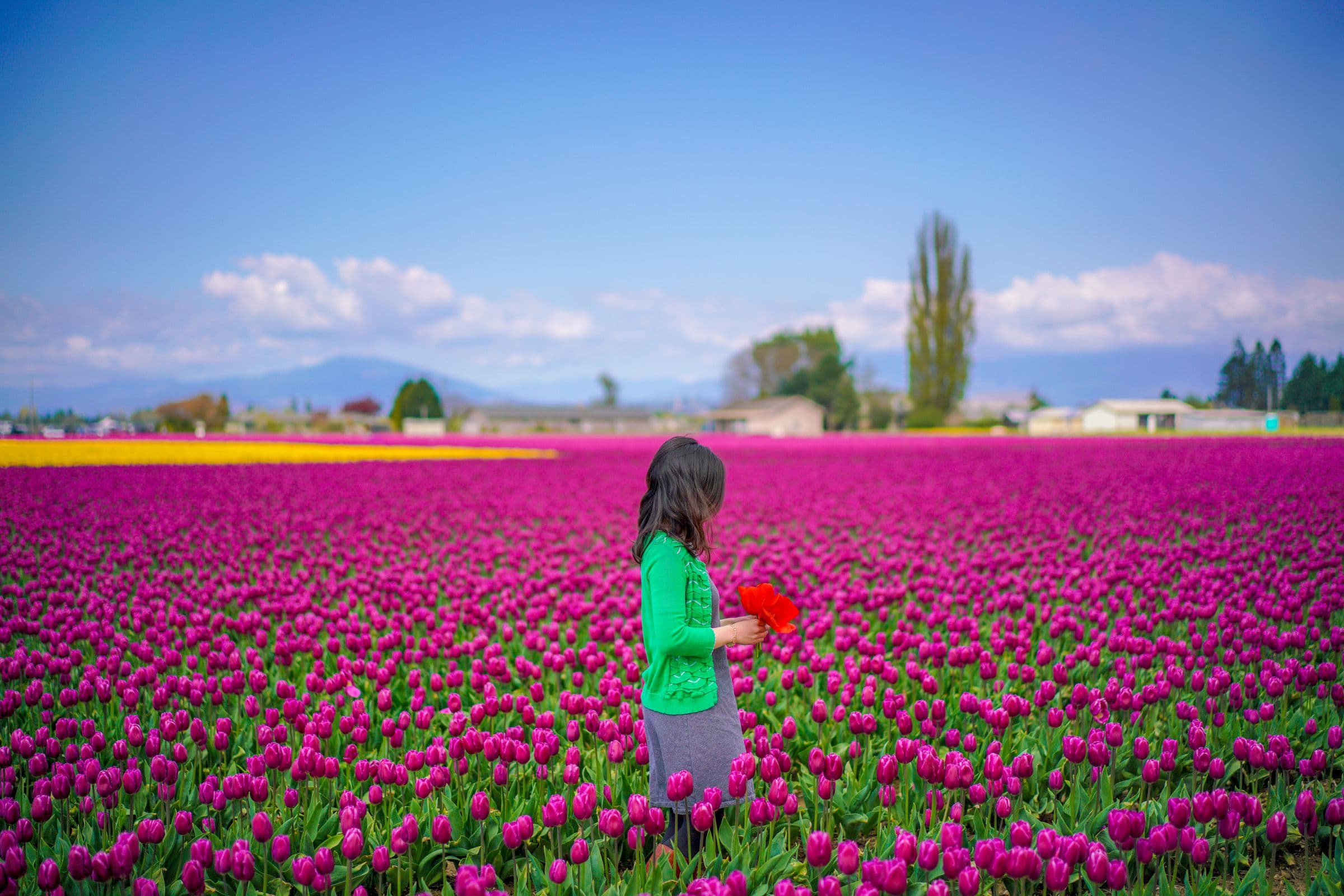 Pacific Northwest Tulips Image Title